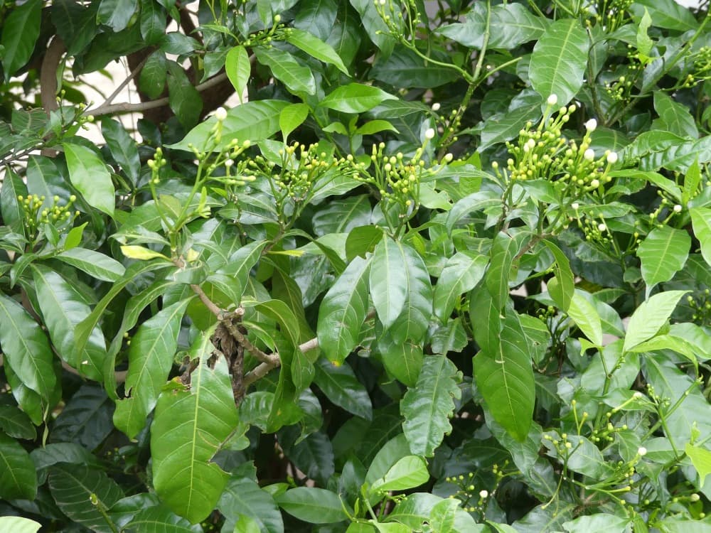 Crepe Jasmine