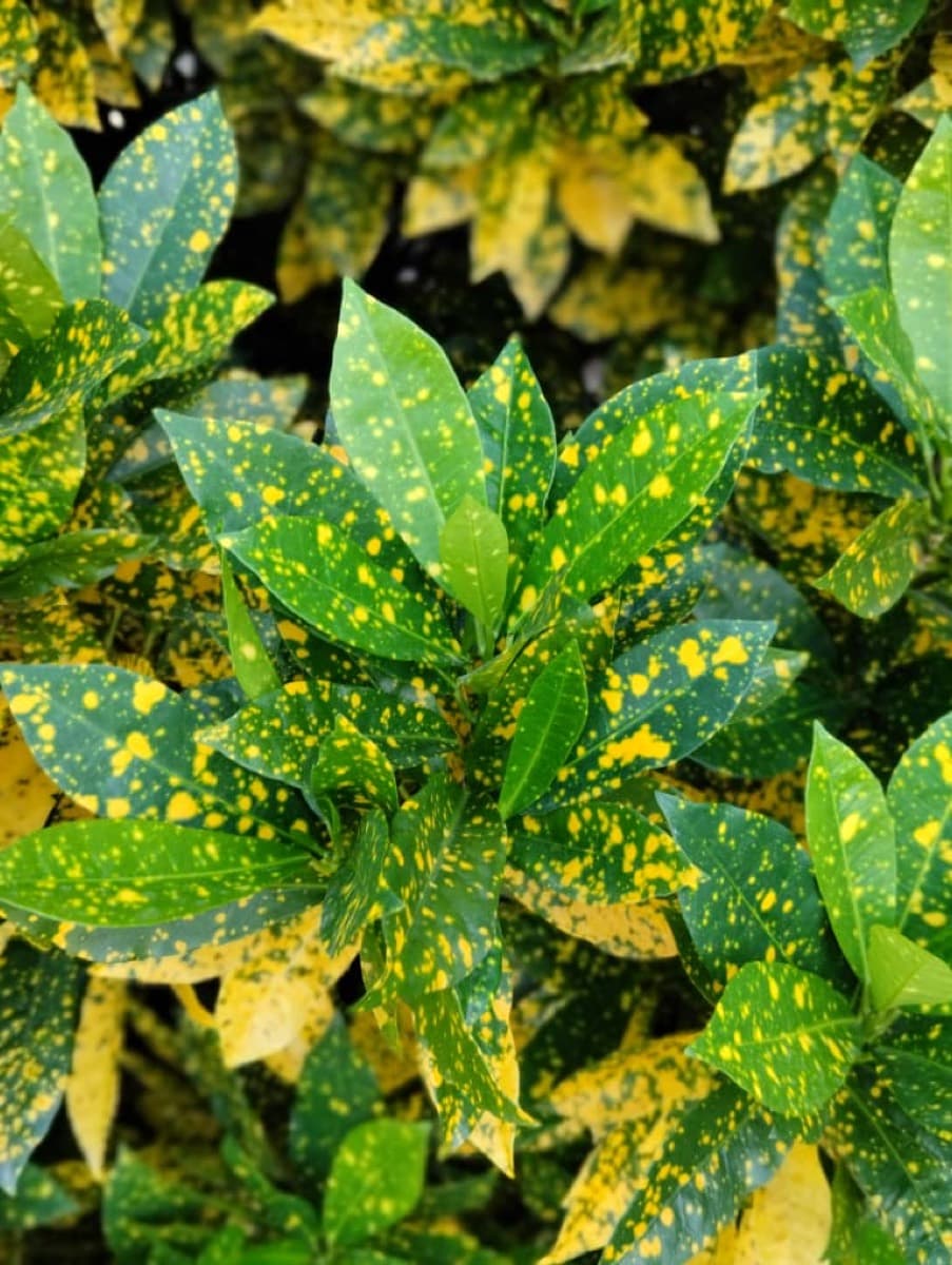 Croton Gold Dust