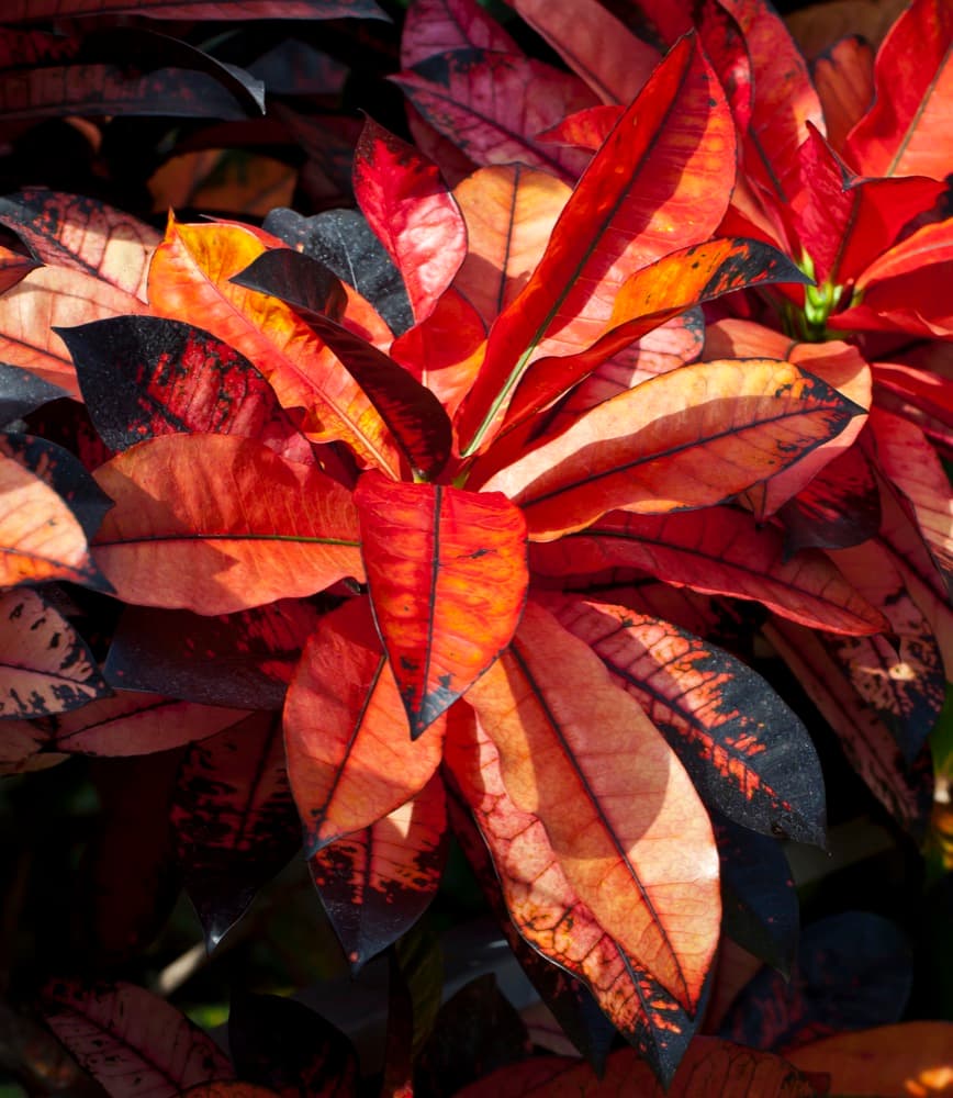 Croton Magnificent