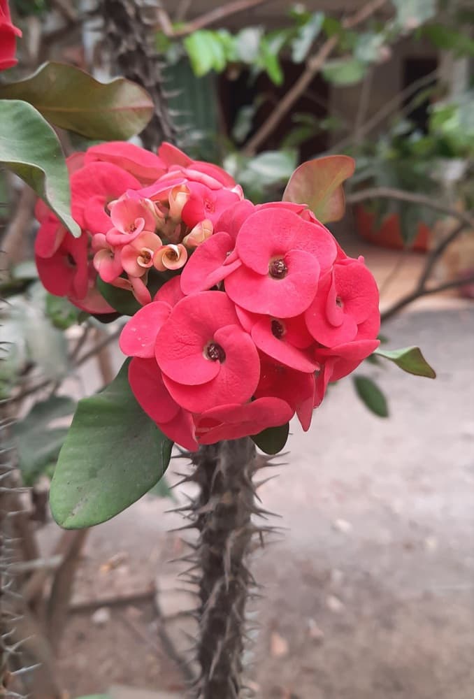 Crown of Thorns