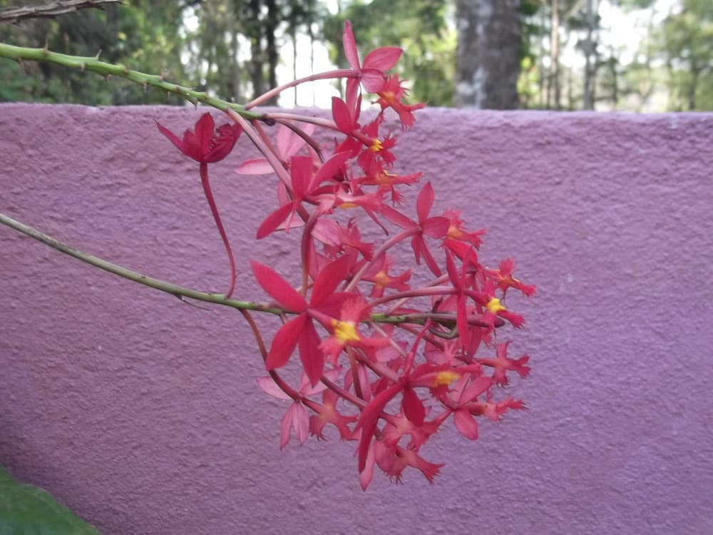 Epidendrum Orchid Orange