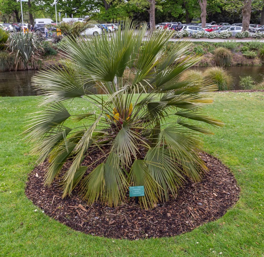 European Fan Palm