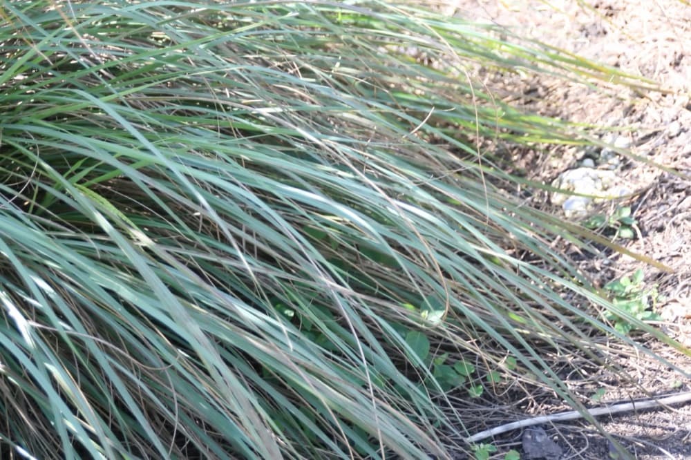 Fakahatchee Grass