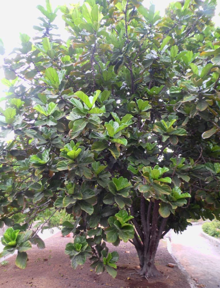 Ficus Lyrata (Fiddle Leaf Fig)