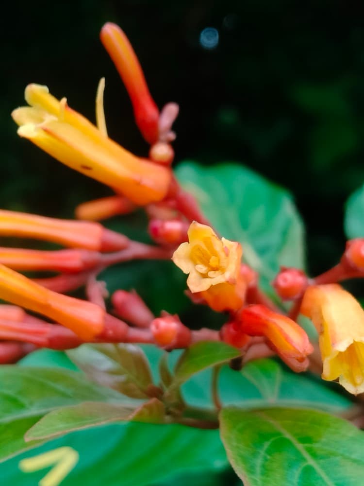 Firebush