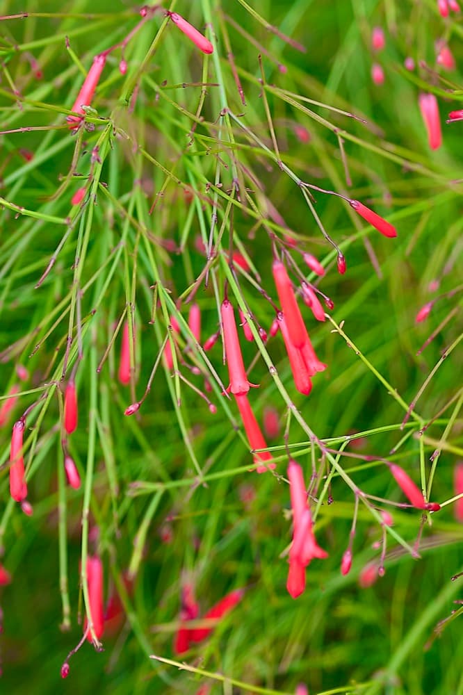 Firecracker Plant
