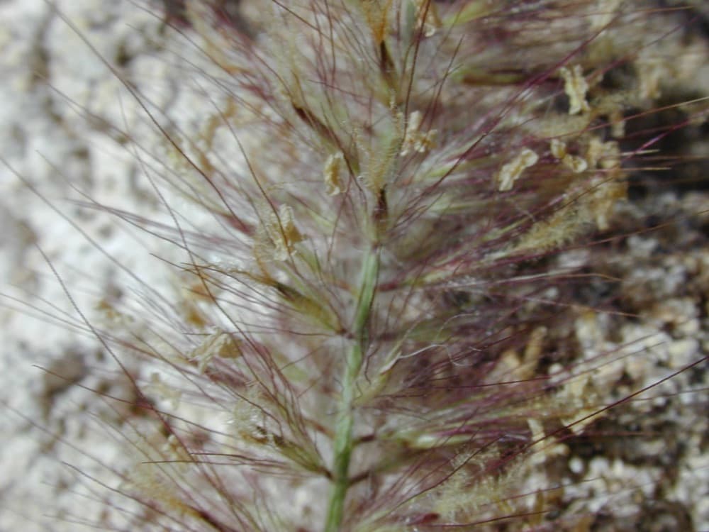 White Fountain Grass