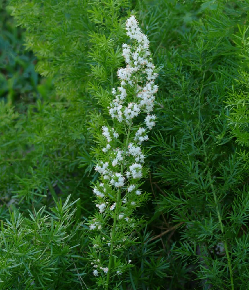 Foxtail Fern