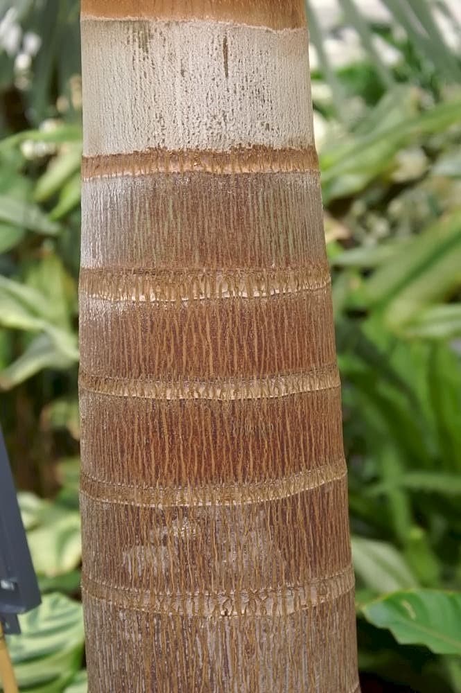 Foxtail Palm