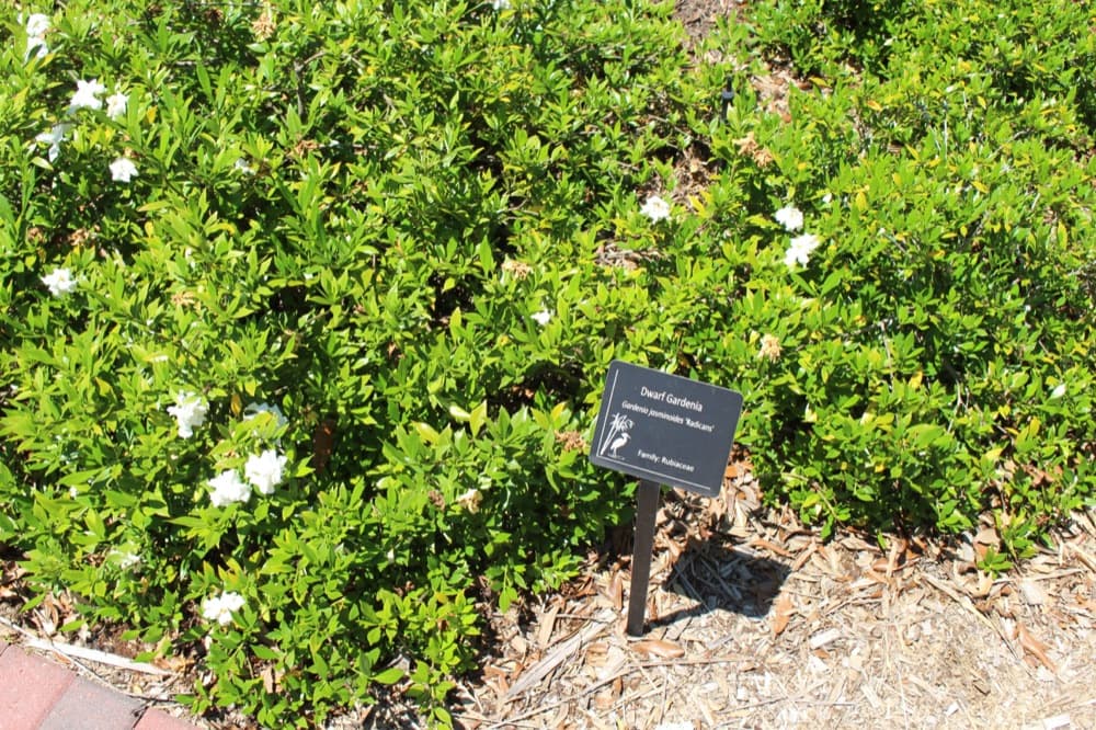 Gardenia Dwarf
