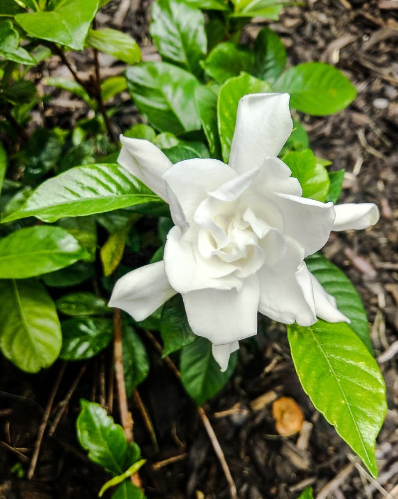 Gardenia Miami Supreme Tree