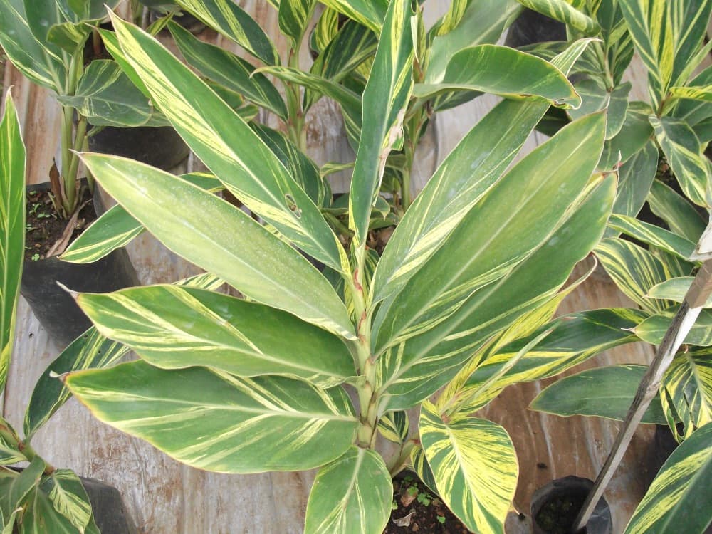 Ginger Variegated