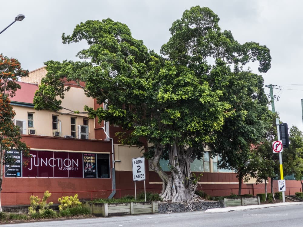 Green Island Ficus