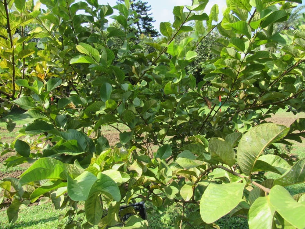 Guava Tree