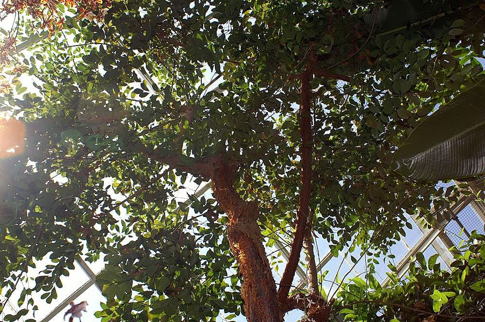Gumbo Limbo Tree