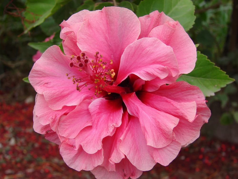 Hibiscus Double Peach Tree