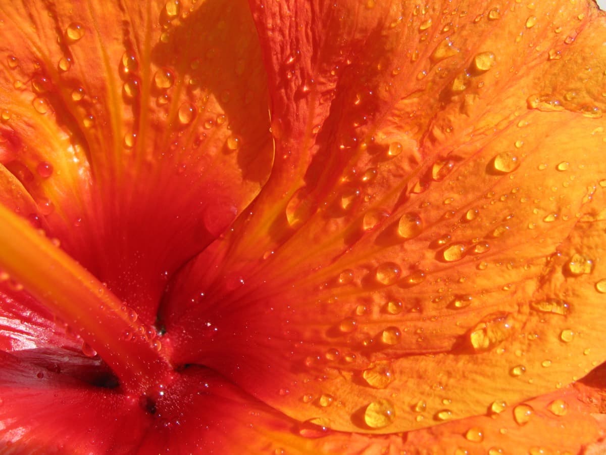 Hibiscus Tequila