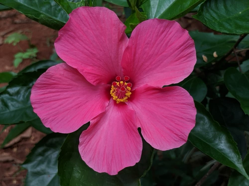 Hibiscus Painted Lady Tree