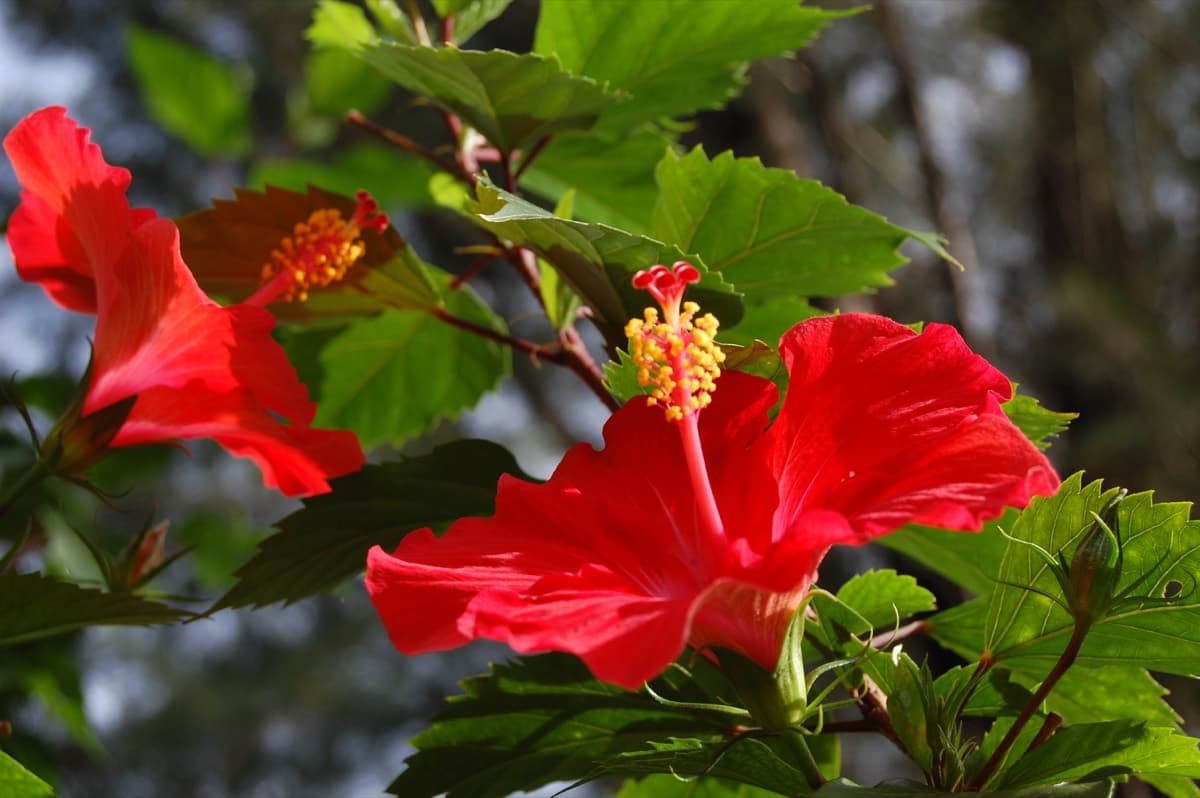 Hibiscus Double Red
