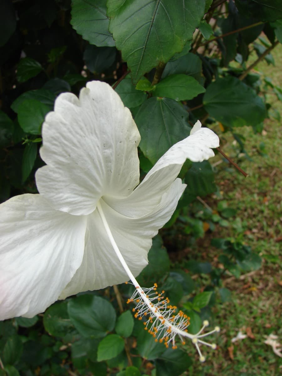Hibiscus Snow Queen