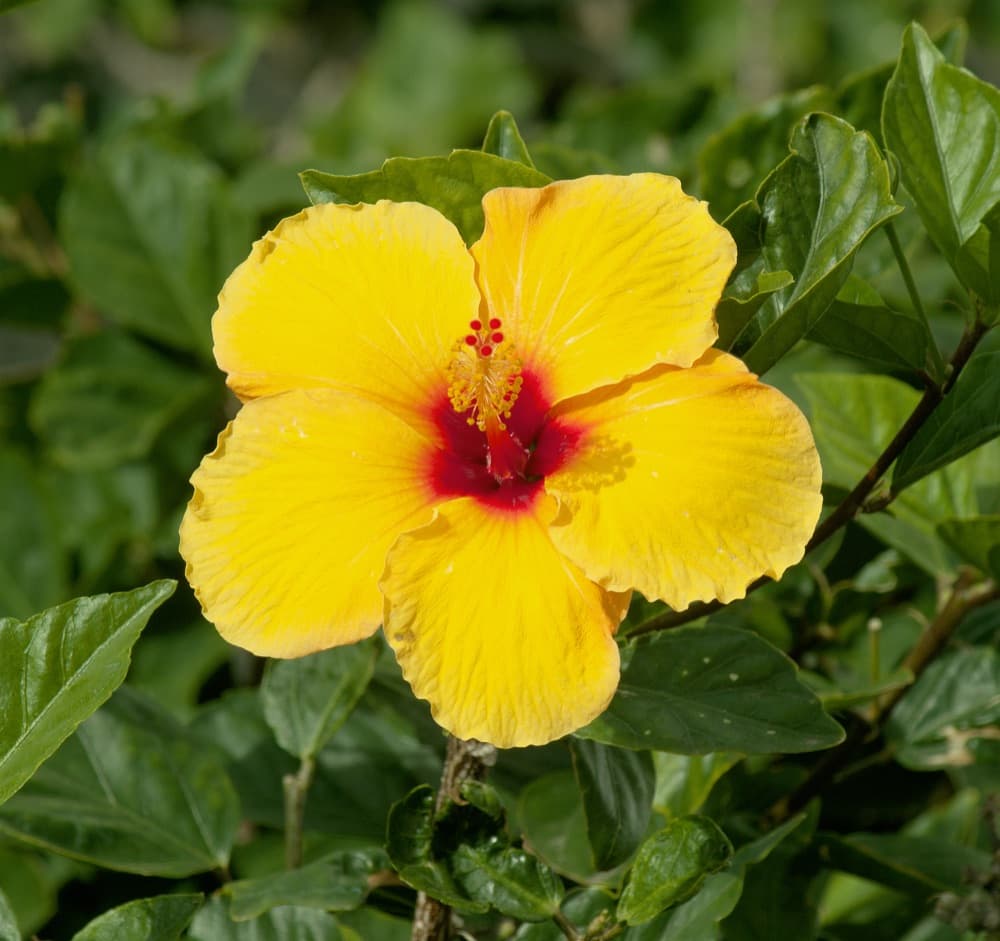 Hibiscus Yellow Tree
