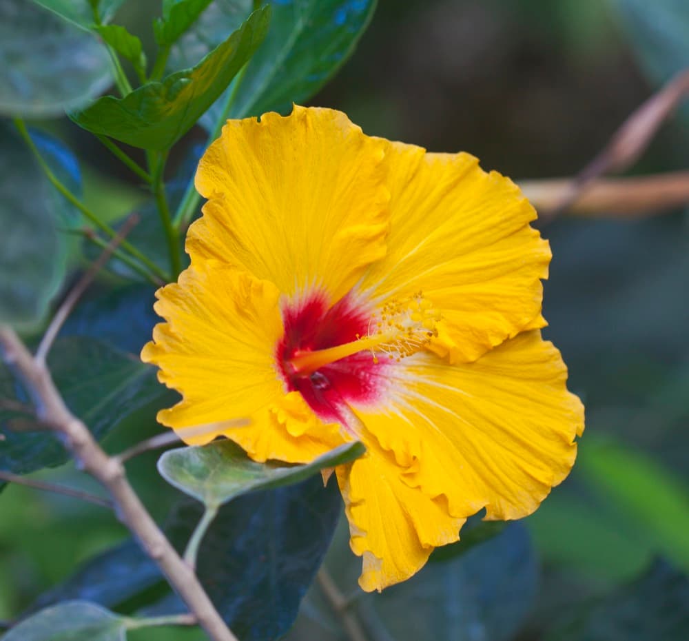 Hibiscus Red President Tree