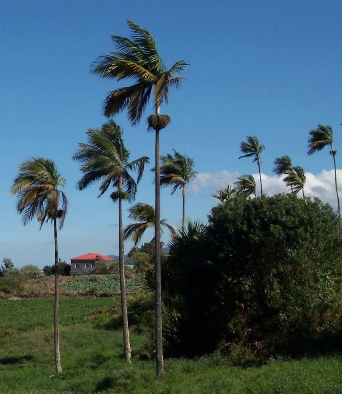 Hurricane Palm