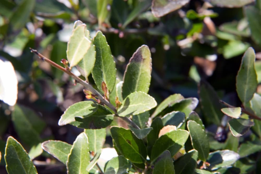 Dwarf Yaupon Holly (Schillings)