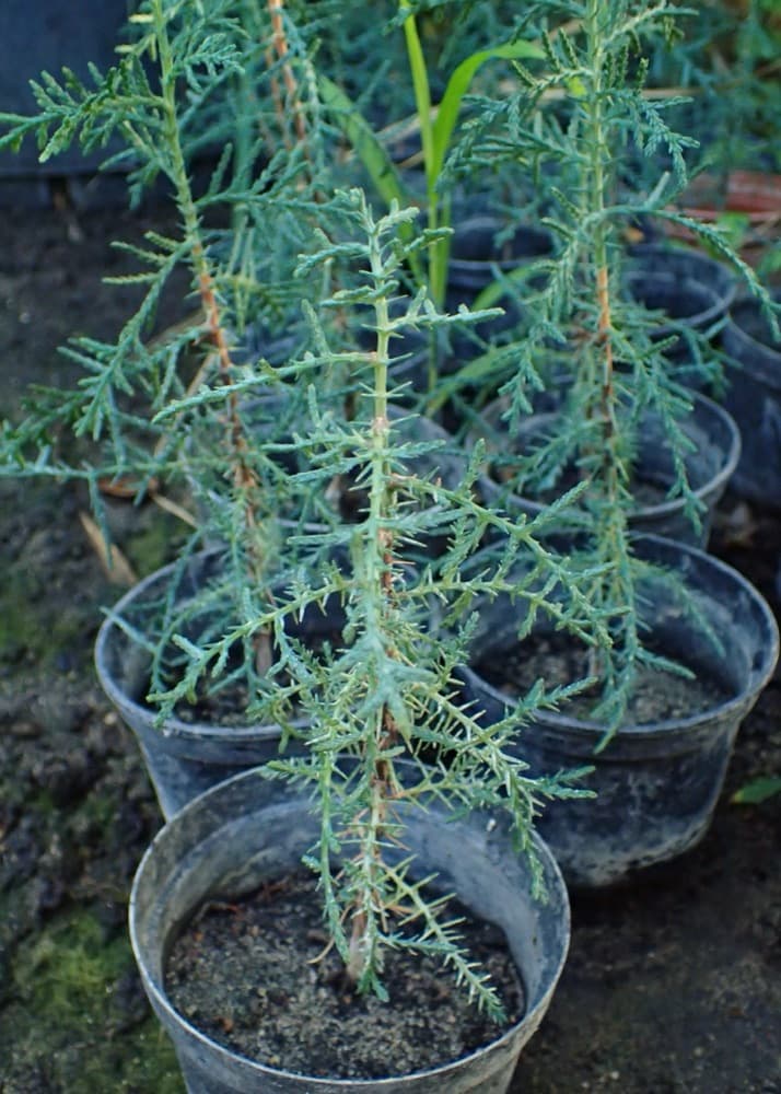 Italian Cypress