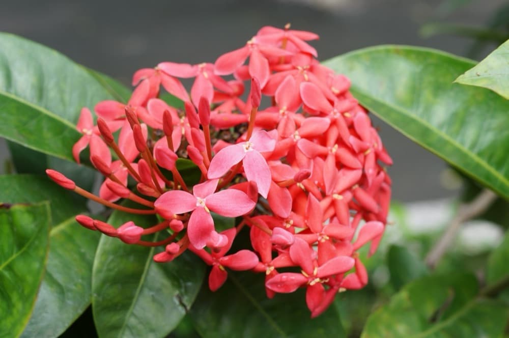 Ixora Maui
