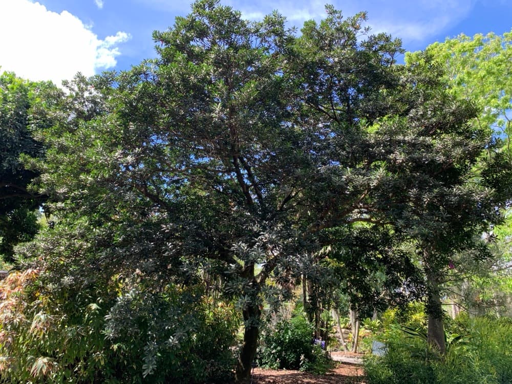 Japanese Blueberry Tree