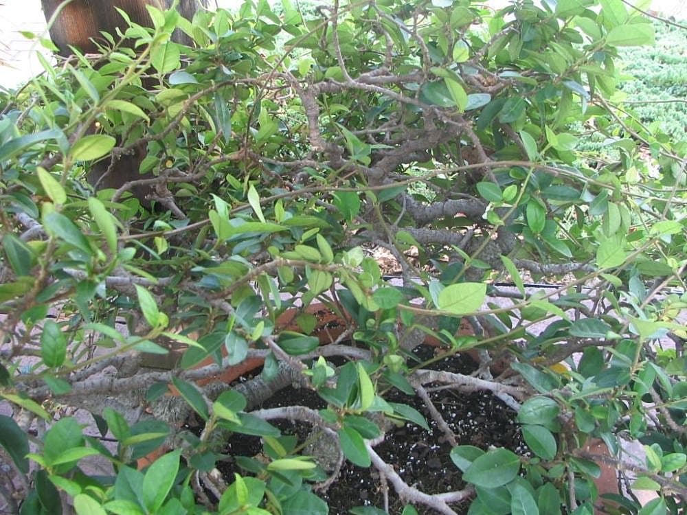 Jasmine Confederate Bush