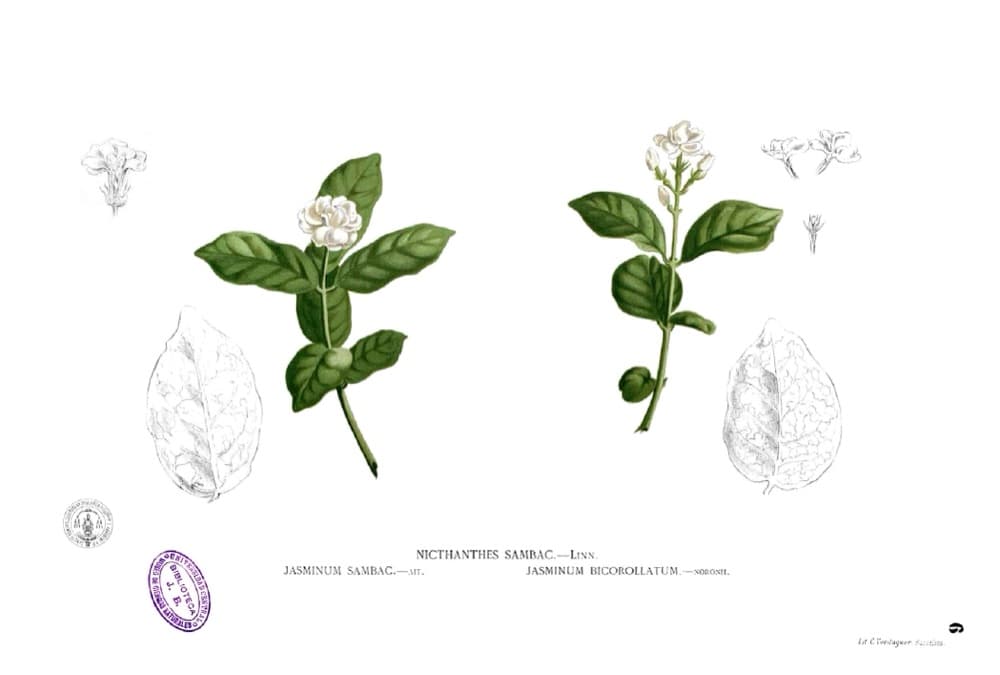 Downy Jasmine