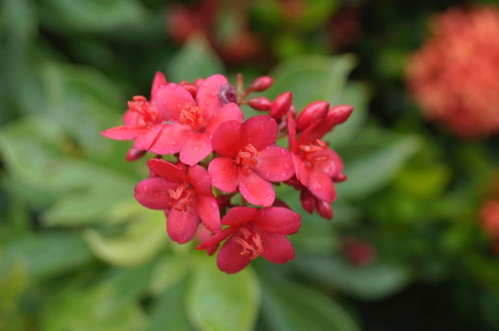Jatropha Tree