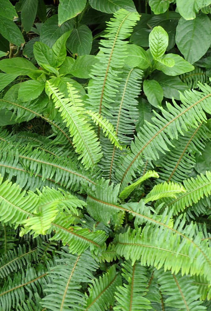 Kimberly Queen Fern