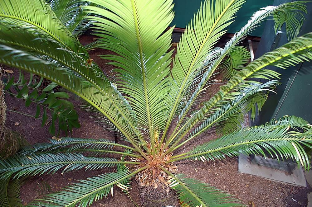 King Sago Palm