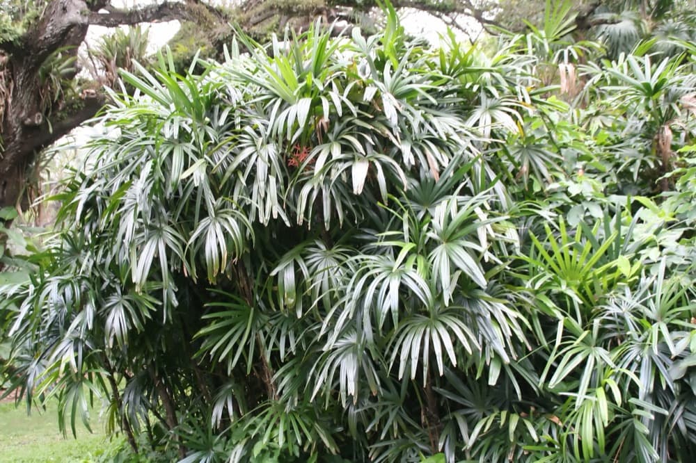 Lady Palm