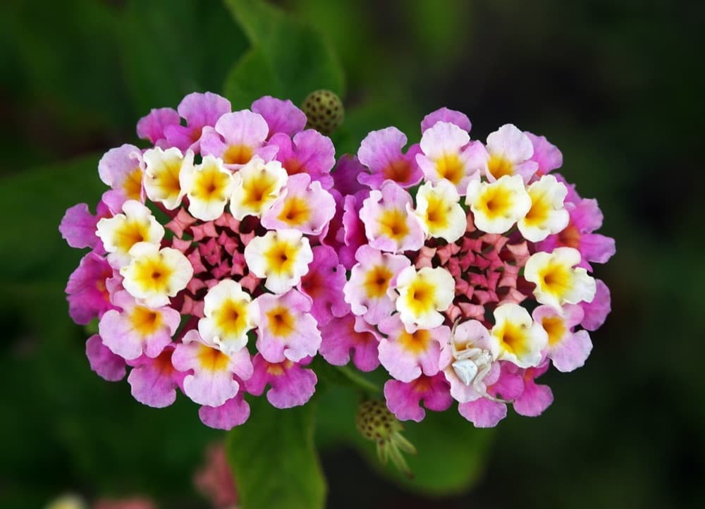 Confetti Lantana