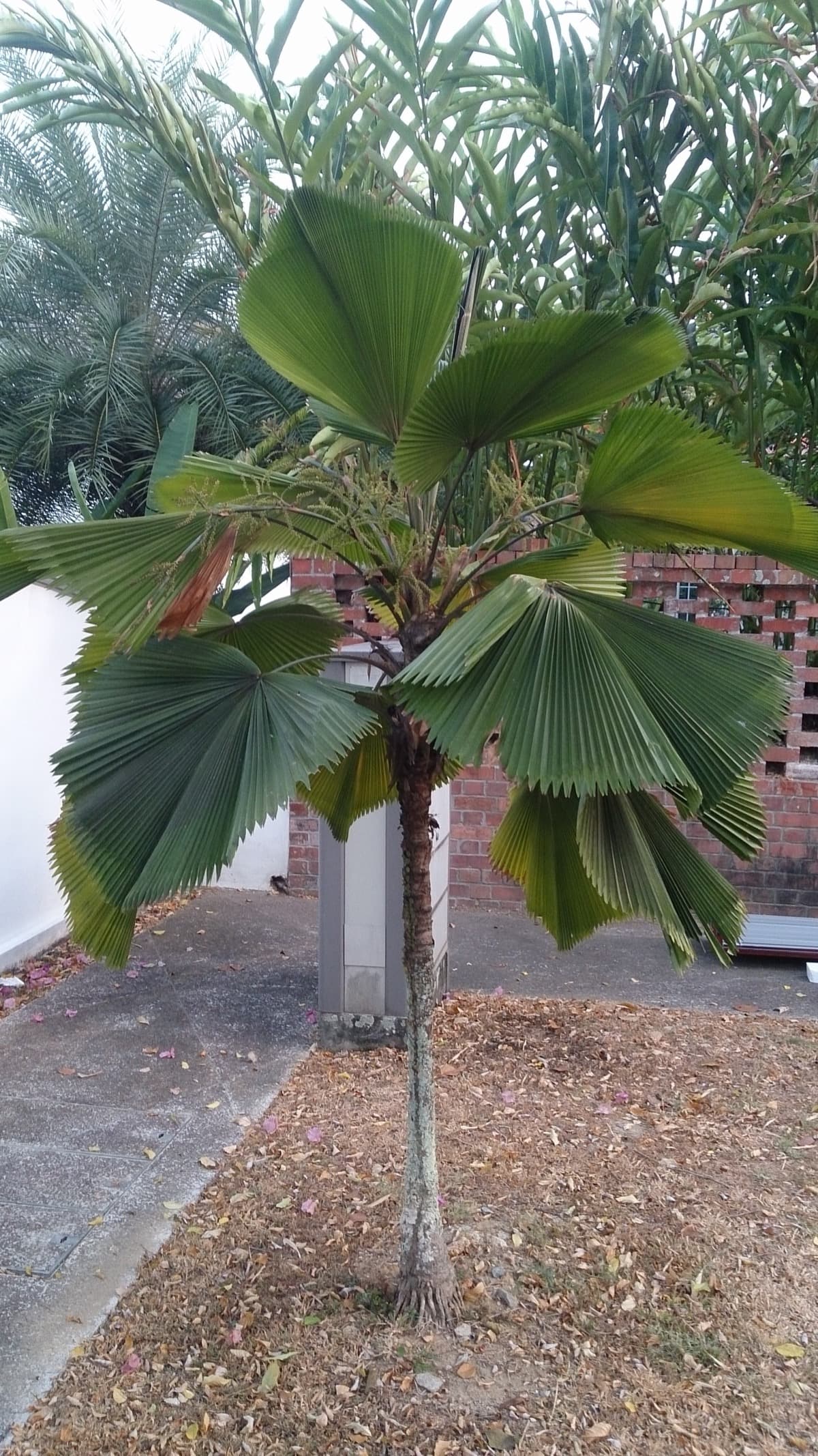 Licuala 'Sumawongii'