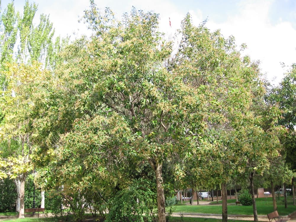 Ligustrum