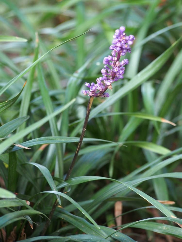 Liriope
