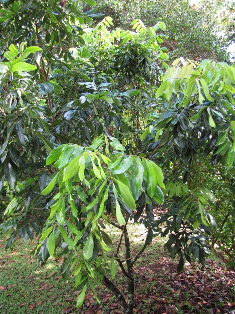 Longan Tree