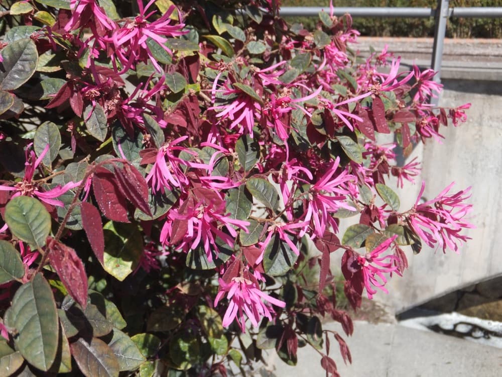 Loropetalum Purple