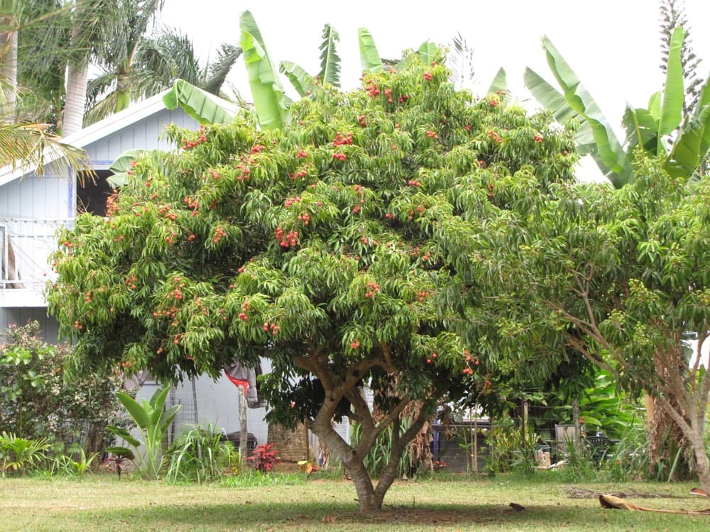 Lychee Tree