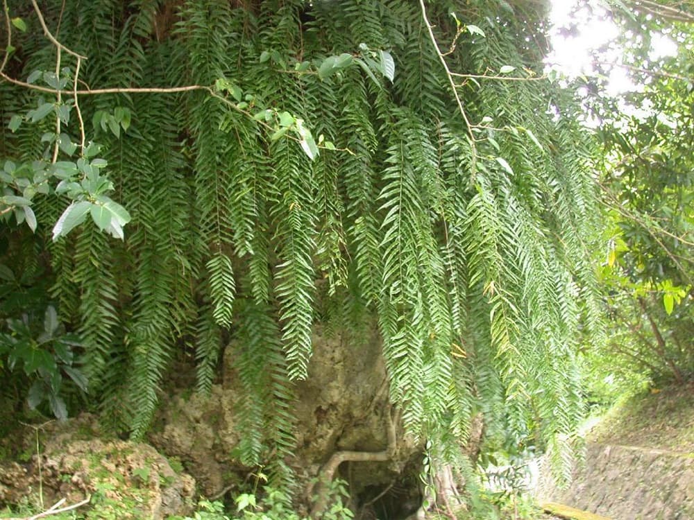 Macho Fern