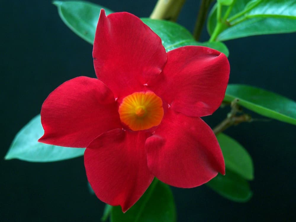 Diplodenia (Pink/Red/White/Yellow)
