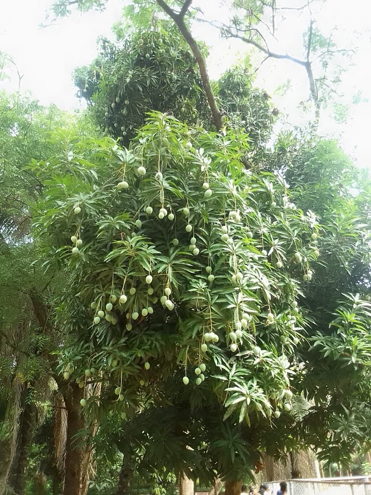 Mango Tree