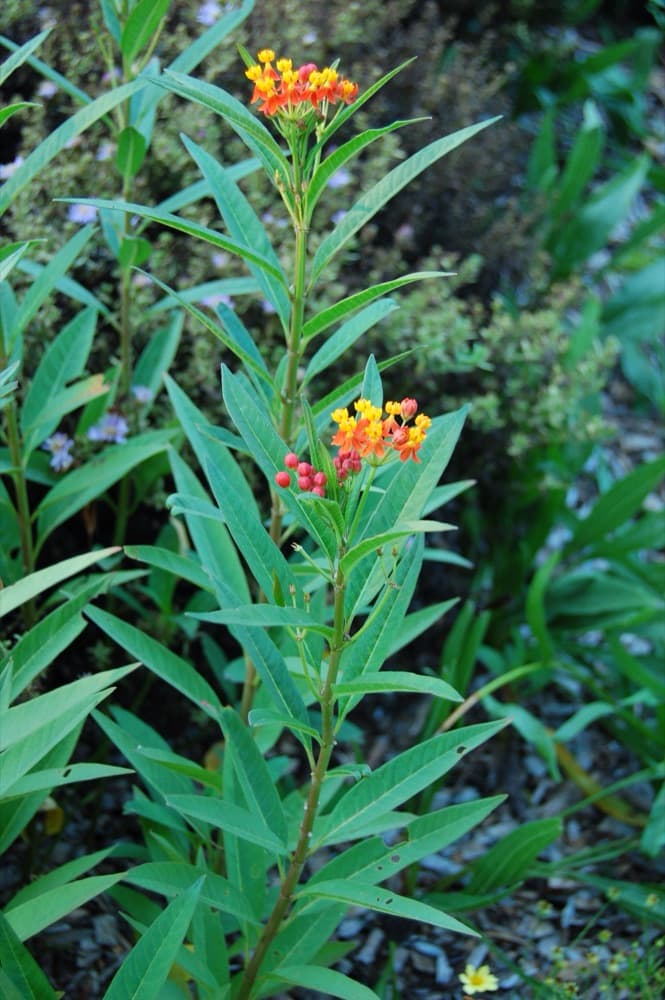 Milkweed
