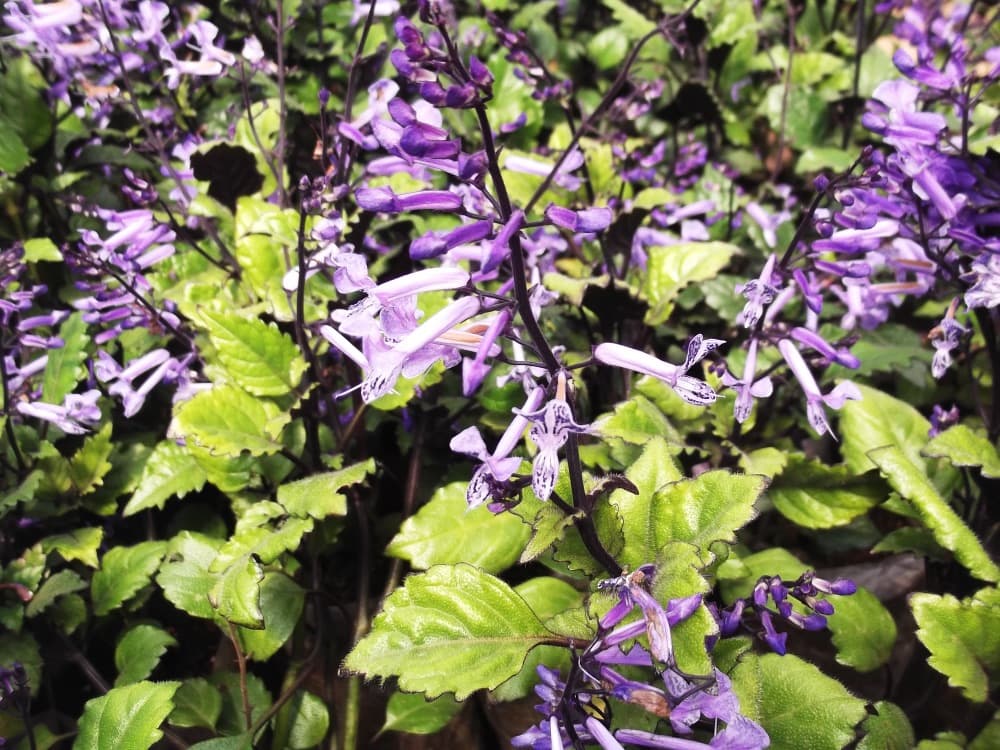 Mona Lavender