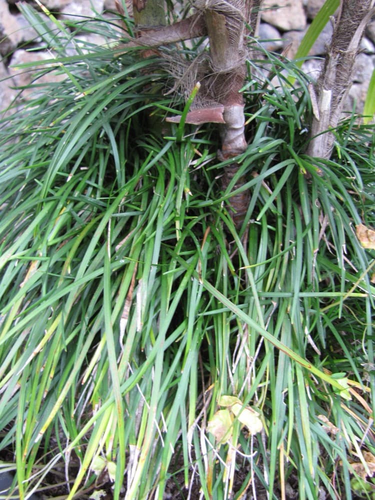 Mondo Grass